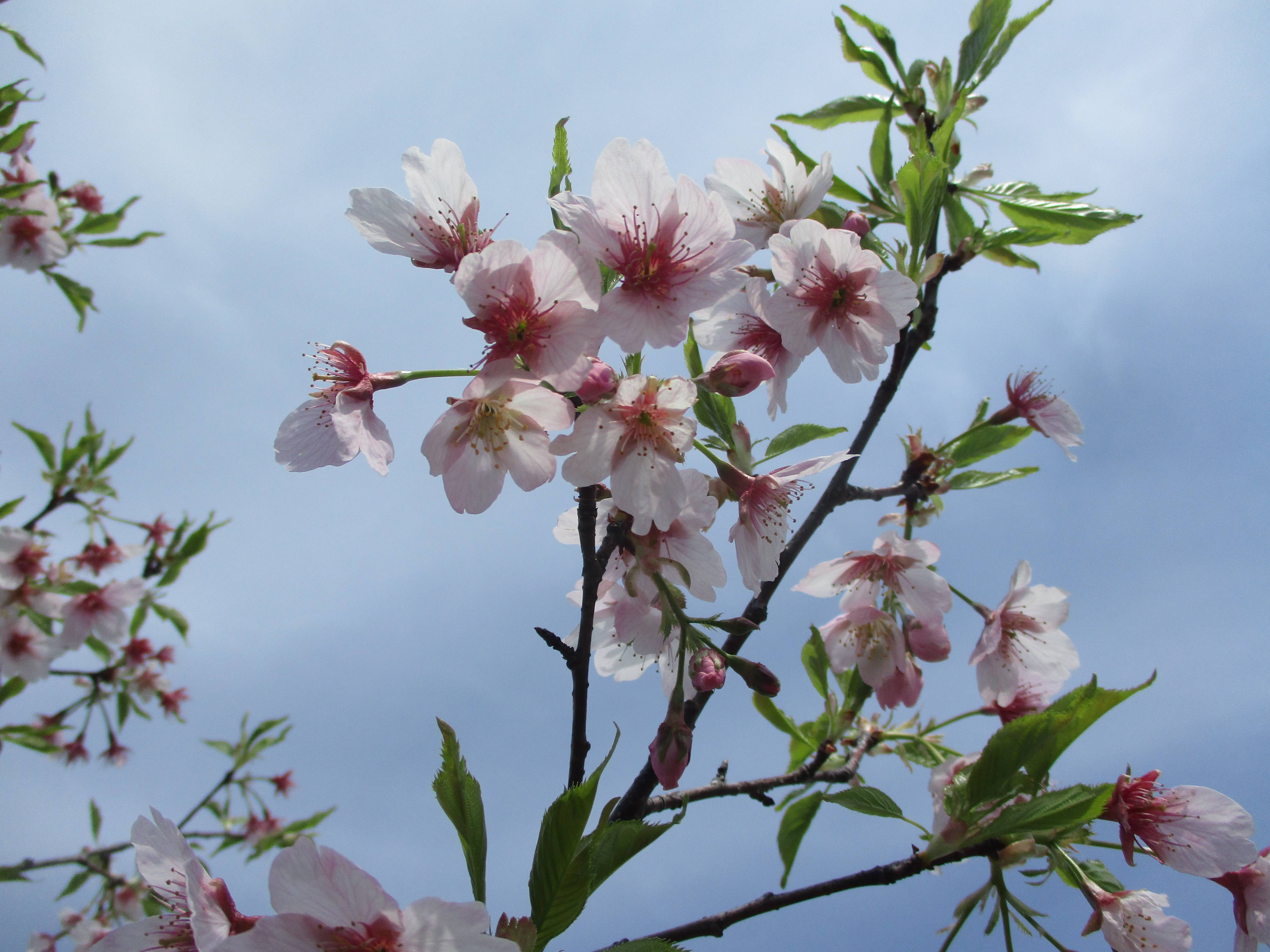 令和5年5月に植樹したタイリョウザクラが咲きました！