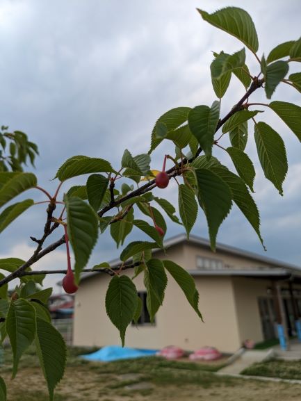 「みんなの桜」にもサクランボが生っていました☆