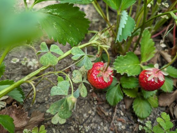 「イチゴなってるよ！」こどもたちが教えてくれました。