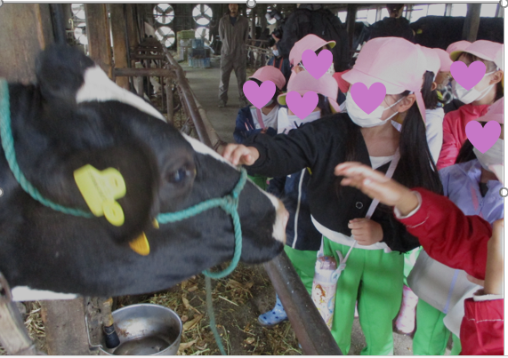 大きな牛さんを触れるようになったよ♪