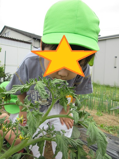 トマトの匂いがするぞ！！