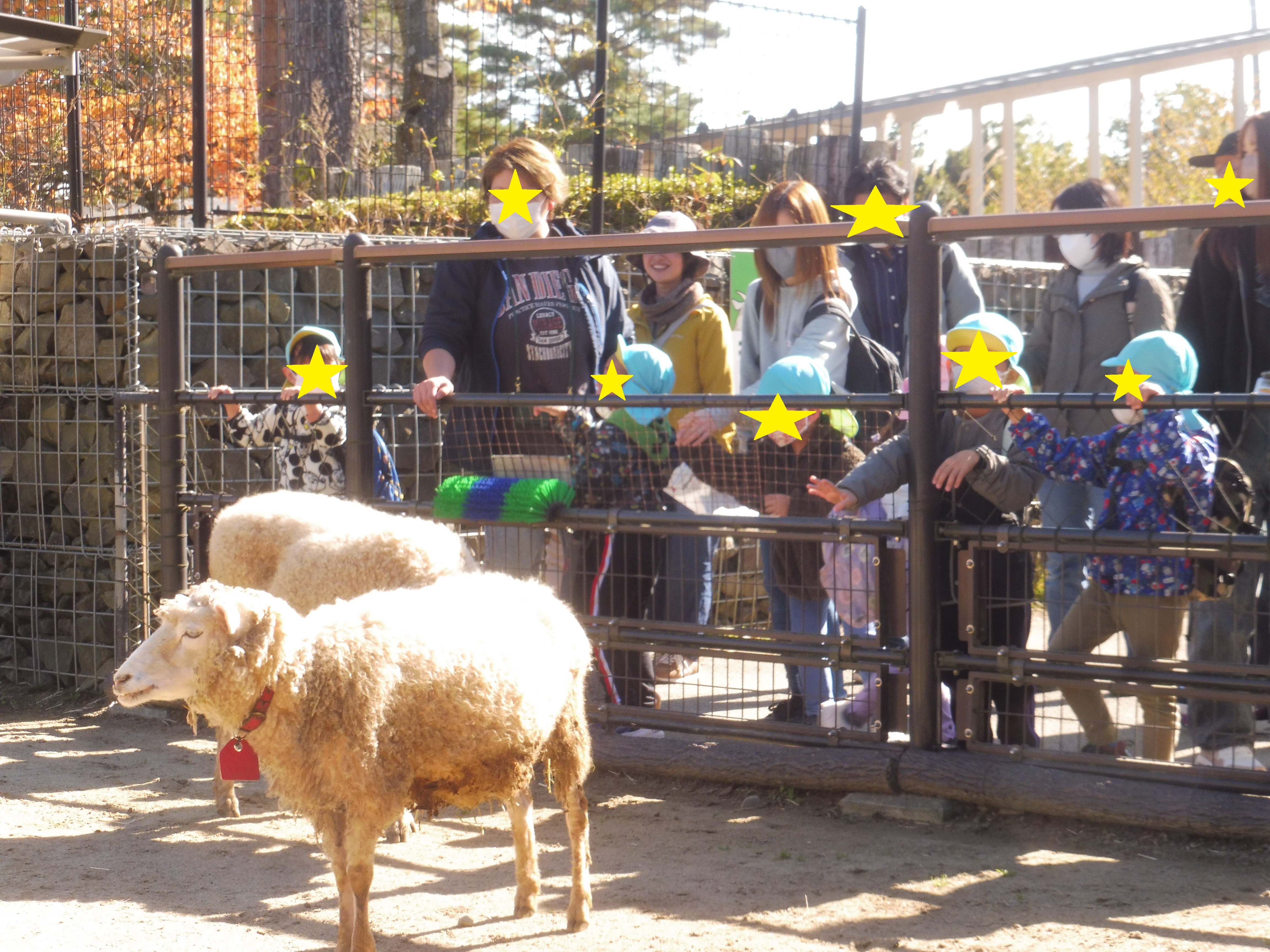 ひつじさん、こっちきて～