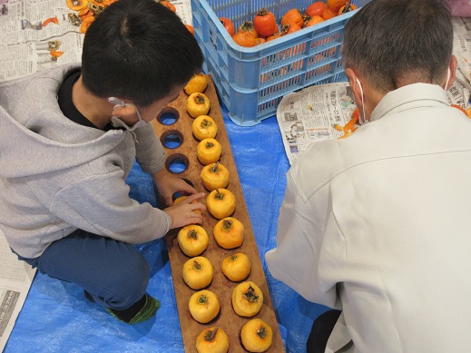 剥いた柿を20個ずつ並べまーす!