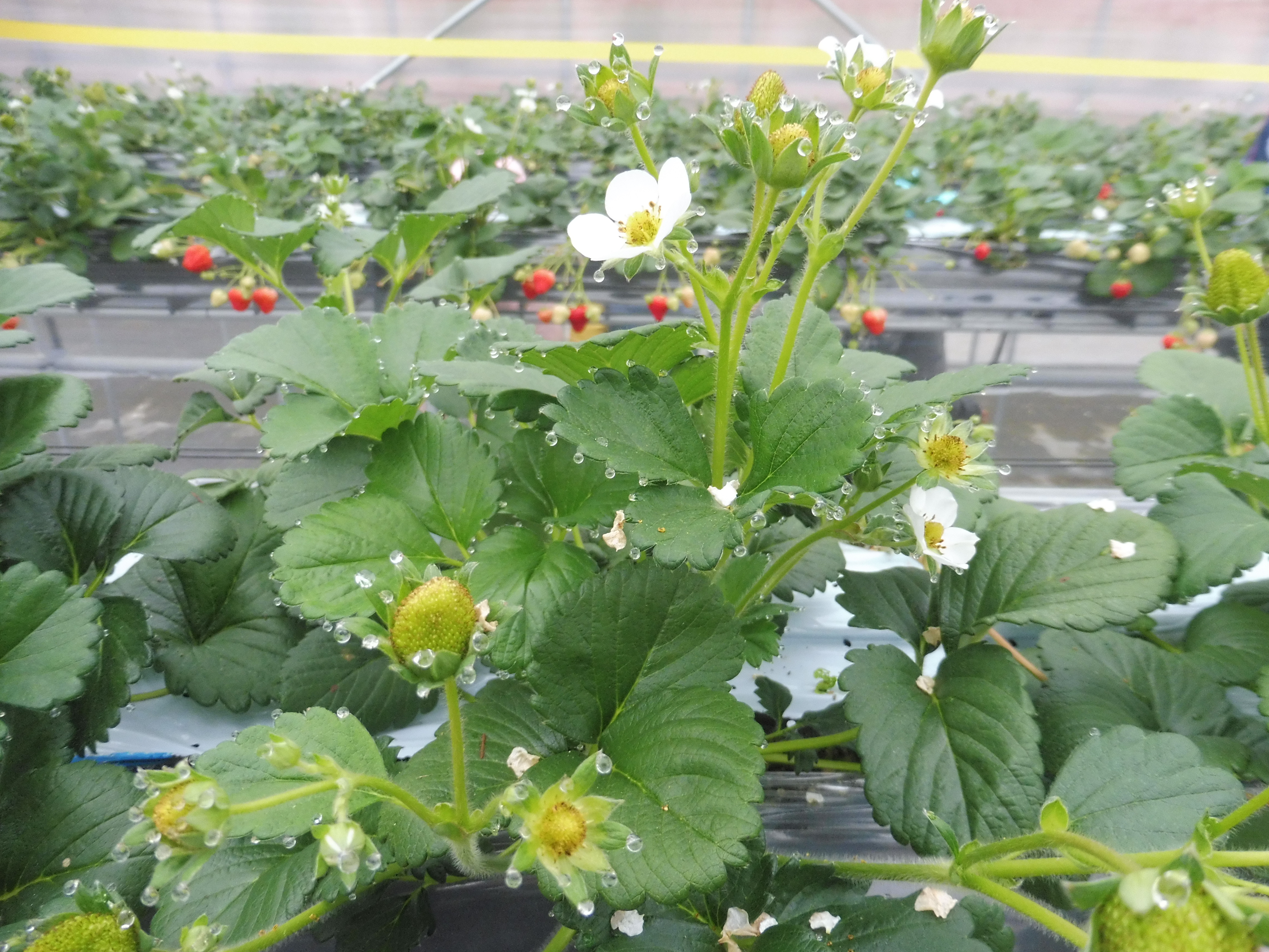 いちごの花がしずくの宝石をまとっていました！