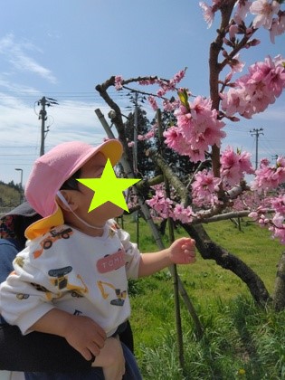 春のお散歩「桃の花はどんな香り？」