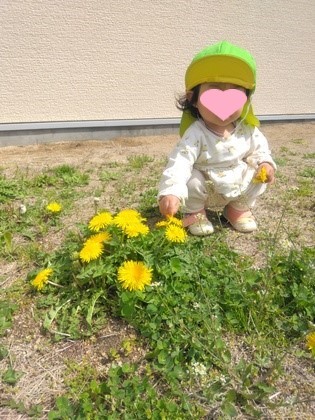 園庭のたんぽぽ「きれいだね」